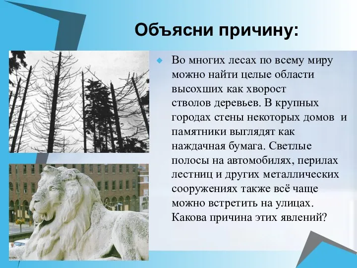 Объясни причину: Во многих лесах по всему миру можно найти целые