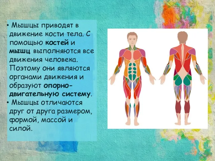 Мышцы приводят в движение кости тела. С помощью костей и мышц