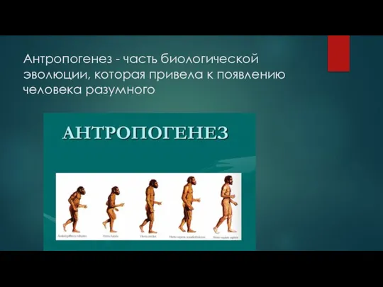 Антропогенез - часть биологической эволюции, которая привела к появлению человека разумного