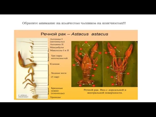 Обратите внимание на количество члеников на конечностях!!!