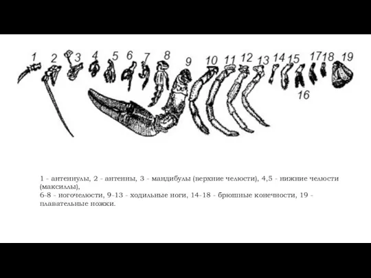 1 - антеннулы, 2 - антенны, 3 - мандибулы (верхние челюсти),