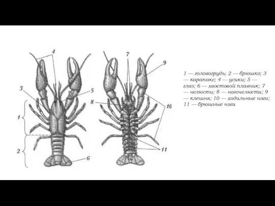 1 — головогрудь; 2 — брюшко; 3 — карапакс; 4 —