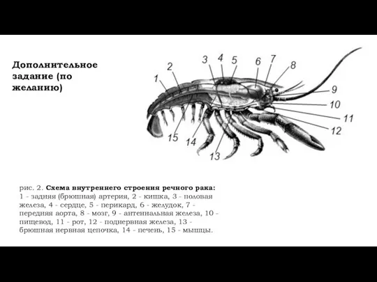 рис. 2. Схема внутреннего строения речного рака: 1 - задняя (брюшная)