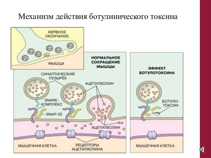 Механизм действия ботулинического токсина