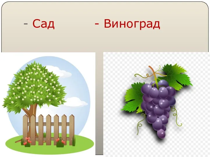 - Сад - Виноград