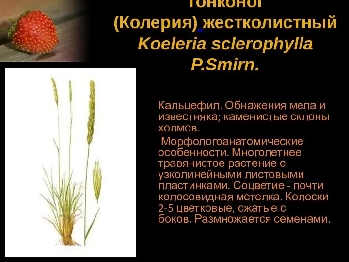 Тонконог (Колерия) жестколистный Koeleria sclerophylla P.Smirn. Кальцефил. Обнажения мела и известняка;
