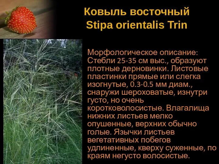 Ковыль восточный Stipa orientalis Trin Морфологическое описание: Стебли 25-35 см выс.,