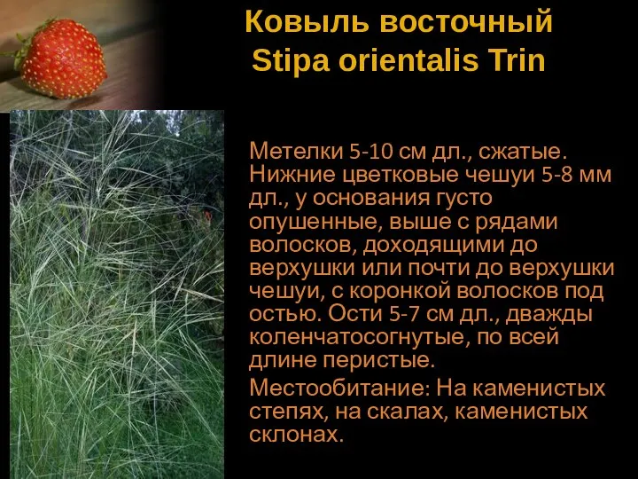 Ковыль восточный Stipa orientalis Trin Метелки 5-10 см дл., сжатые. Нижние