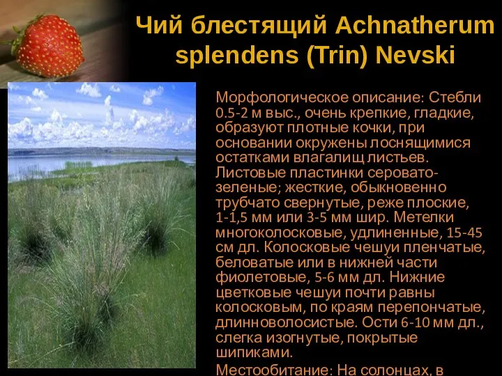 Чий блестящий Achnatherum splendens (Trin) Nevski Морфологическое описание: Стебли 0.5-2 м