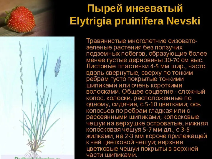 Пырей инееватый Elytrigia pruinifera Nevski Травянистые многолетние сизовато-зеленые растения без ползучих