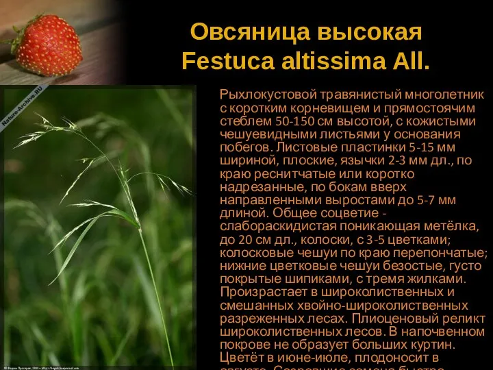 Овсяница высокая Festuca altissima All. Рыхлокустовой травянистый многолетник с коротким корневищем
