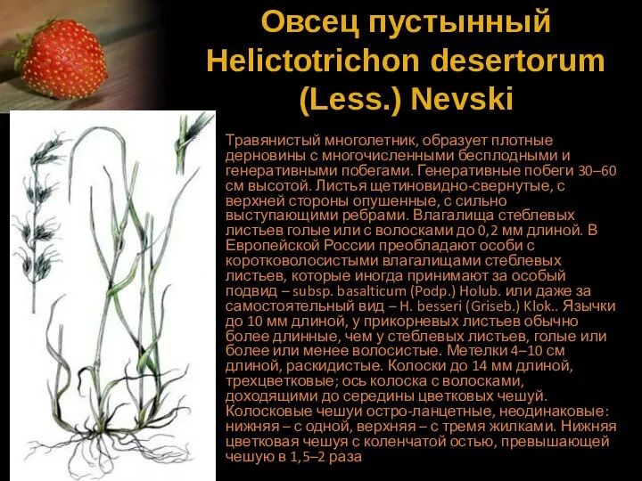 Овсец пустынный Helictotrichon desertorum (Less.) Nevski Травянистый многолетник, образует плотные дерновины