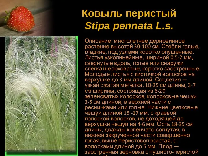 Ковыль перистый Stipa pennata L.s. Описание: многолетнее дерновинное растение высотой 30-100