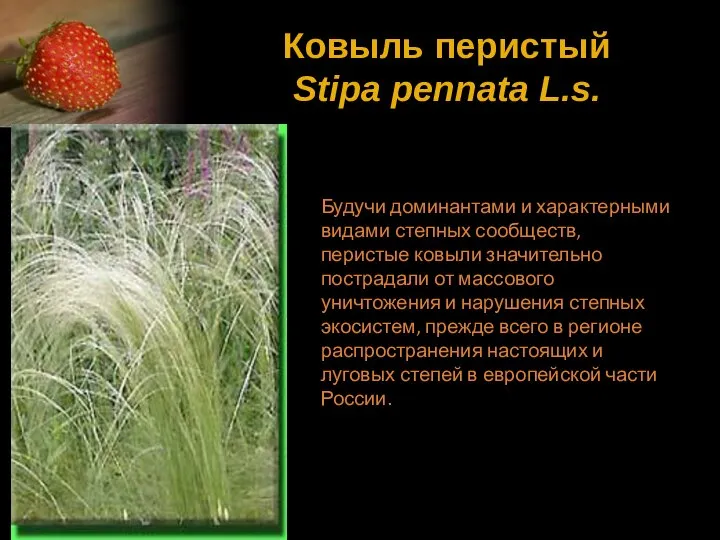 Ковыль перистый Stipa pennata L.s. Будучи доминантами и характерными видами степных