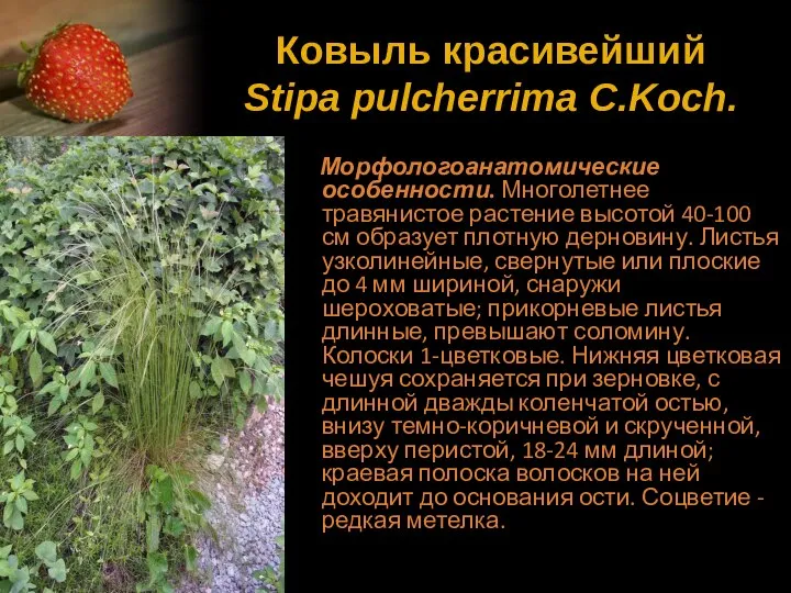 Ковыль красивейший Stipa pulcherrima C.Koch. Морфологоанатомические особенности. Многолетнее травянистое растение высотой