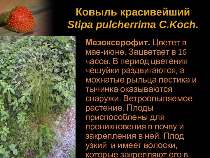 Ковыль красивейший Stipa pulcherrima C.Koch. Мезоксерофит. Цветет в мае-июне. Зацветает в