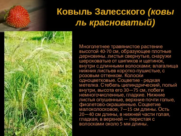 Ковыль Залесского (ковыль красноватый) Многолетнее травянистое растение высотой 40-70 см, образующее