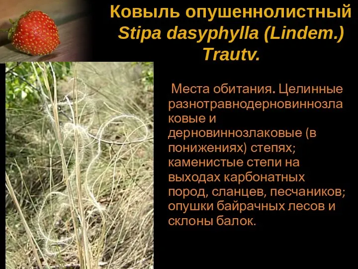 Ковыль опушеннолистный Stipa dasyphylla (Lindem.) Trautv. Места обитания. Целинные разнотравнодерновиннозлаковые и