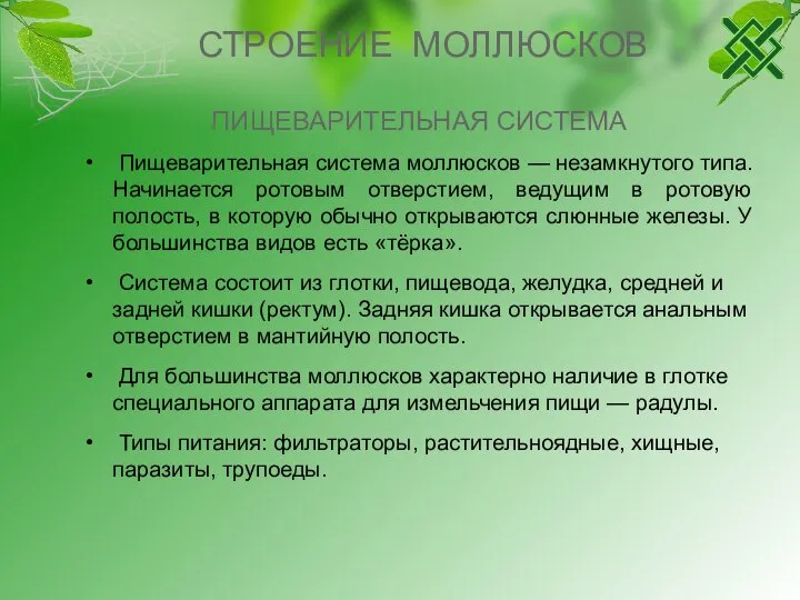 СТРОЕНИЕ МОЛЛЮСКОВ ПИЩЕВАРИТЕЛЬНАЯ СИСТЕМА Пищеварительная система моллюсков — незамкнутого типа. Начинается