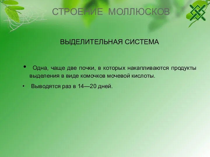 СТРОЕНИЕ МОЛЛЮСКОВ ВЫДЕЛИТЕЛЬНАЯ СИСТЕМА Одна, чаще две почки, в которых накапливаются