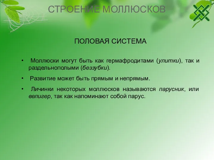 СТРОЕНИЕ МОЛЛЮСКОВ ПОЛОВАЯ СИСТЕМА Моллюски могут быть как гермафродитами (улитки), так