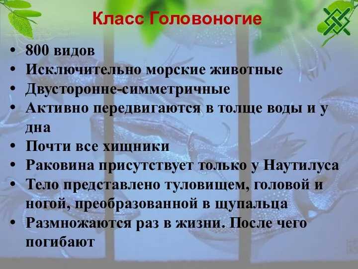 Класс Головоногие 800 видов Исключительно морские животные Двусторонне-симметричные Активно передвигаются в