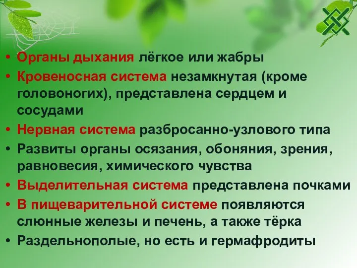 Органы дыхания лёгкое или жабры Кровеносная система незамкнутая (кроме головоногих), представлена