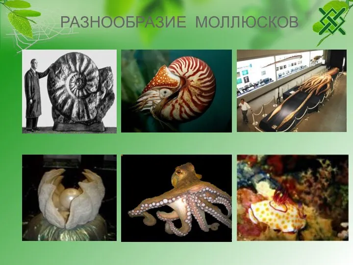 РАЗНООБРАЗИЕ МОЛЛЮСКОВ