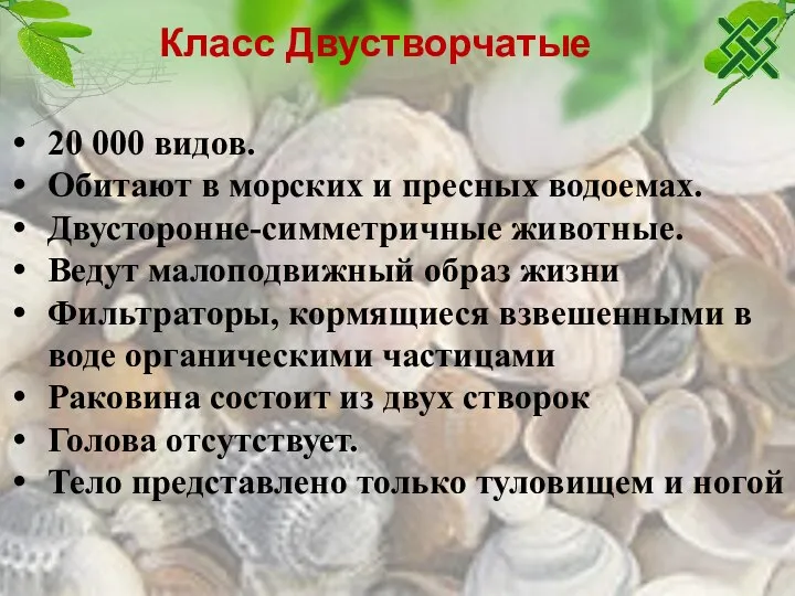 Класс Двустворчатые 20 000 видов. Обитают в морских и пресных водоемах.