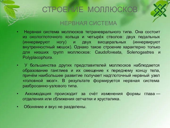 СТРОЕНИЕ МОЛЛЮСКОВ НЕРВНАЯ СИСТЕМА Нервная система моллюсков тетраневрального типа. Она состоит