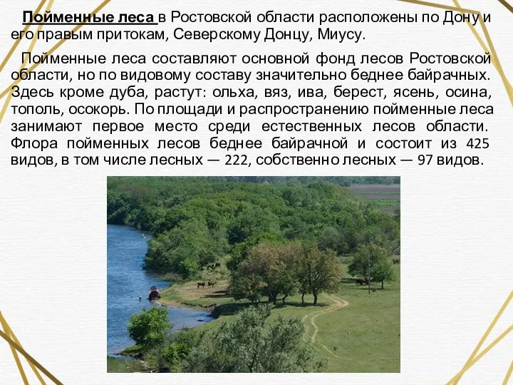 Пойменные леса в Ростовской области расположены по Дону и его правым