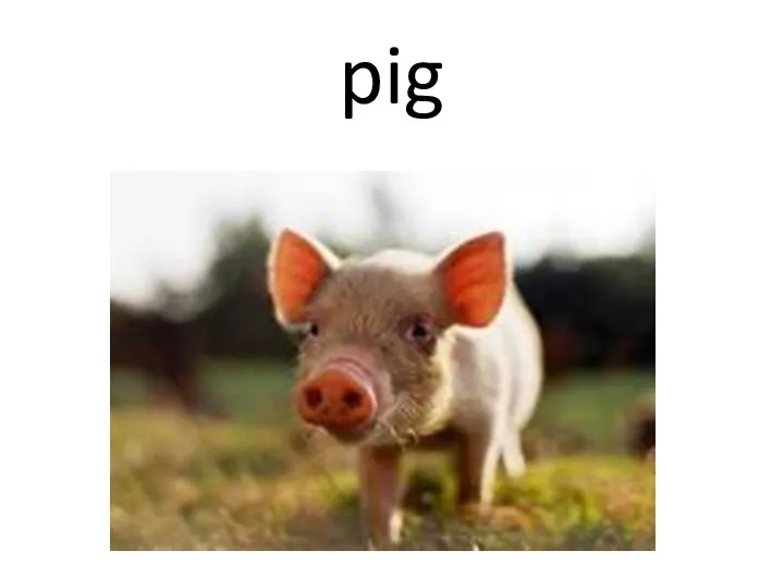 pig