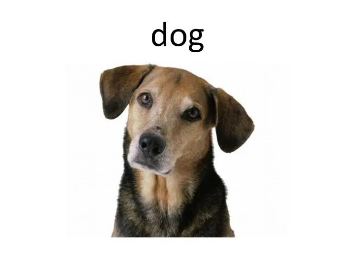 dog