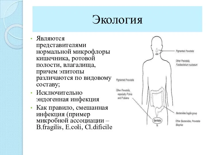 Экология Являются представителями нормальной микрофлоры кишечника, ротовой полости, влагалища, причем эпитопы