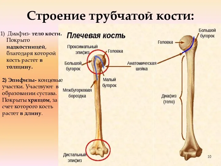 Строение трубчатой кости: Диафиз- тело кости. Покрыто надкостницей, благодаря которой кость