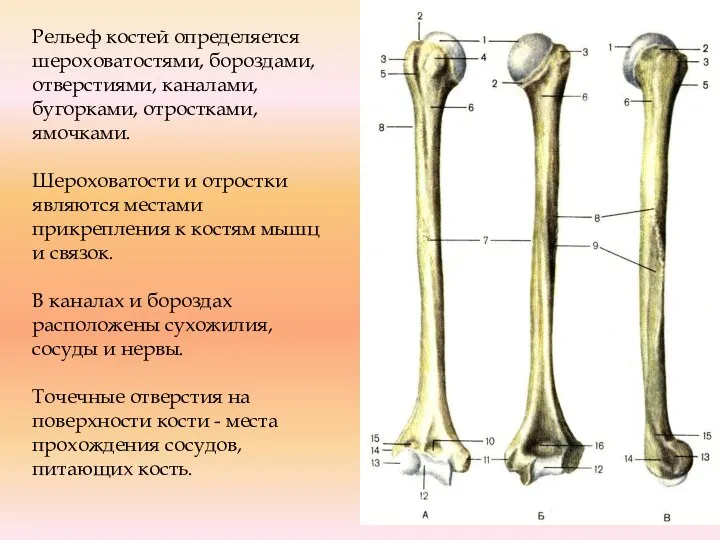 Рельеф костей определяется шероховатостями, бороздами, отверстиями, каналами, бугорками, отростками, ямочками. Шероховатости