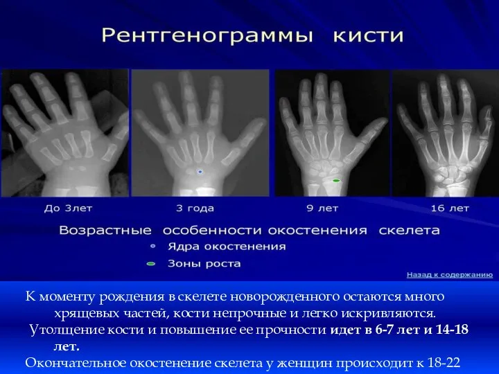 К моменту рождения в скелете новорожденного остаются много хрящевых частей, кости