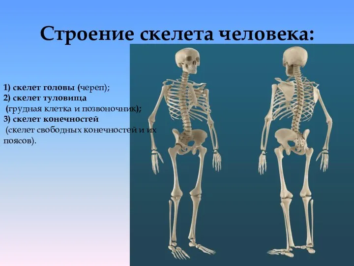 Строение скелета человека: 1) скелет головы (череп); 2) скелет туловища (грудная