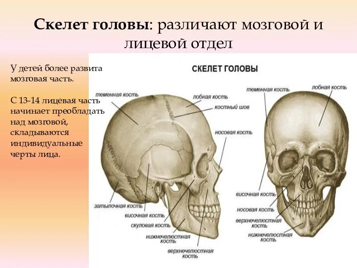 Скелет головы: различают мозговой и лицевой отдел У детей более развита