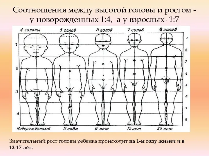 Соотношения между высотой головы и ростом - у новорожденных 1:4, а