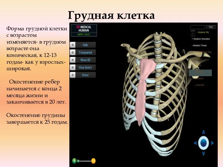 Грудная клетка Форма грудной клетки с возрастом изменяется- в грудном возрасте