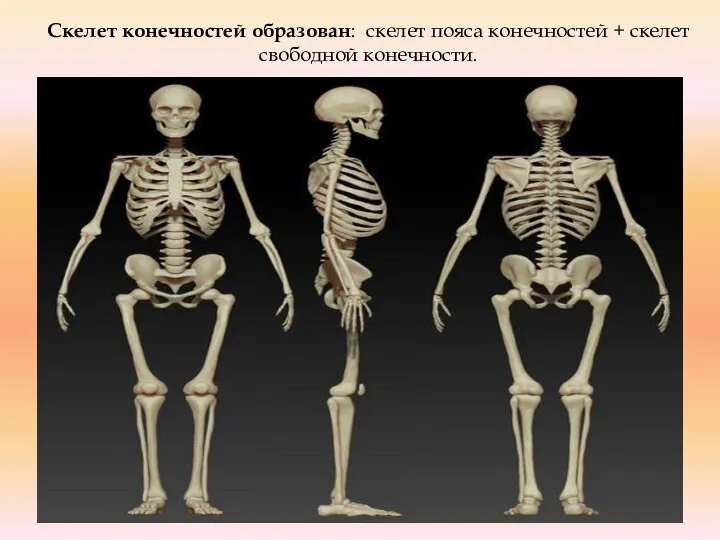 Скелет конечностей образован: скелет пояса конечностей + скелет свободной конечности.