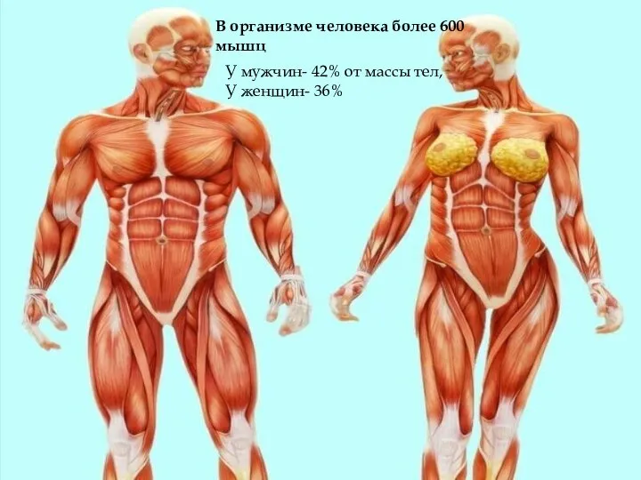 У мужчин- 42% от массы тел, У женщин- 36% В организме человека более 600 мышц