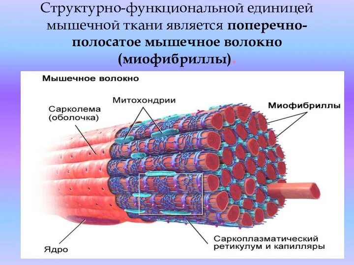 Структурно-функциональной единицей мышечной ткани является поперечно-полосатое мышечное волокно (миофибриллы).
