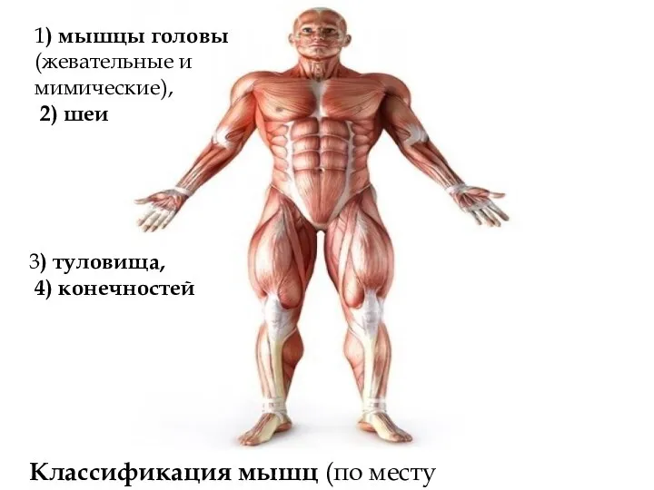 3) туловища, 4) конечностей Классификация мышц (по месту расположения) 1) мышцы
