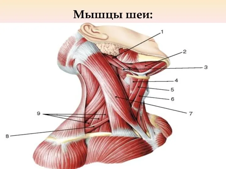 Мышцы шеи: