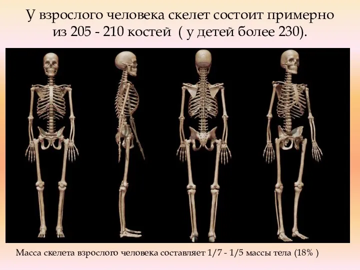 У взрослого человека скелет состоит примерно из 205 - 210 костей