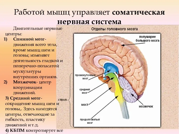 Работой мышц управляет соматическая нервная система Двигательные нервные центры: Спинной мозг-