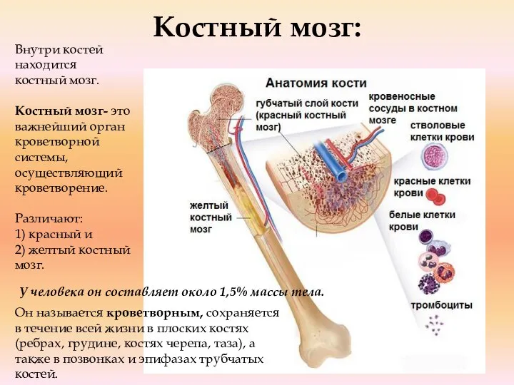 Костный мозг: Внутри костей находится костный мозг. Костный мозг- это важнейший