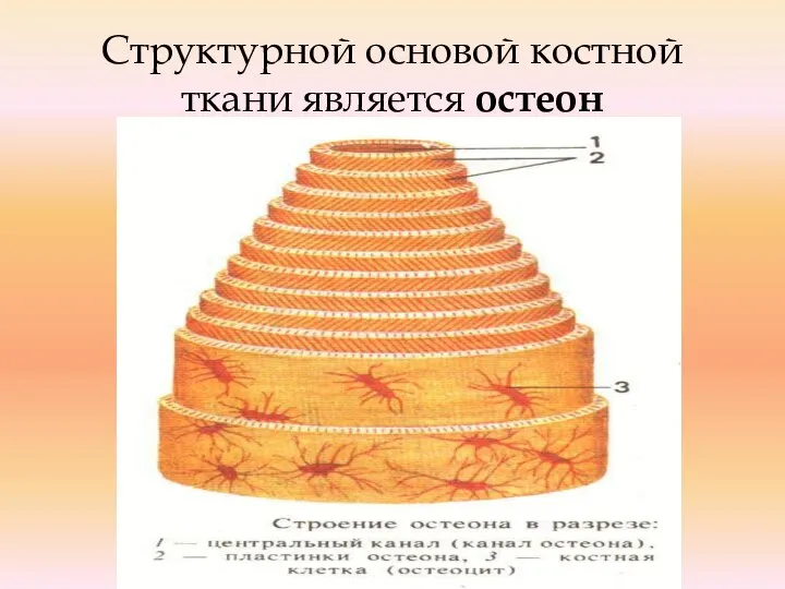 Структурной основой костной ткани является остеон